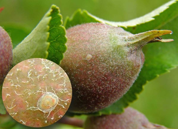 Mlad&yacute; plůdek s&nbsp;vaj&iacute;čkem obaleče jablečn&eacute;ho ve f&aacute;zi červen&eacute;ho prstence