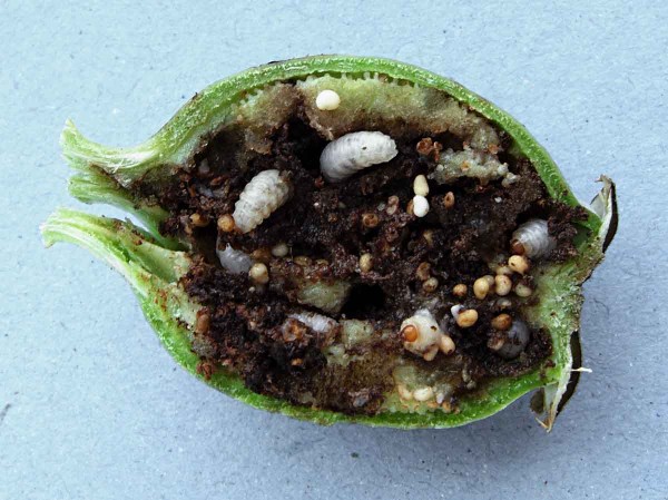 Krytonosec makovicov&yacute; - larvy