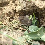 Hrabo&scaron; poln&iacute; - nočn&iacute; můra zemědělců