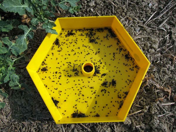 Žlutá miska v porostu řepky - krytonosec řepkový Žlutá miska v porostu řepky - krytonosec řepkový