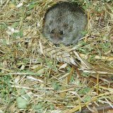 Hrabo&scaron; poln&iacute; zůst&aacute;v&aacute; st&aacute;le probl&eacute;mem v&nbsp;na&scaron;em zemědělstv&iacute;