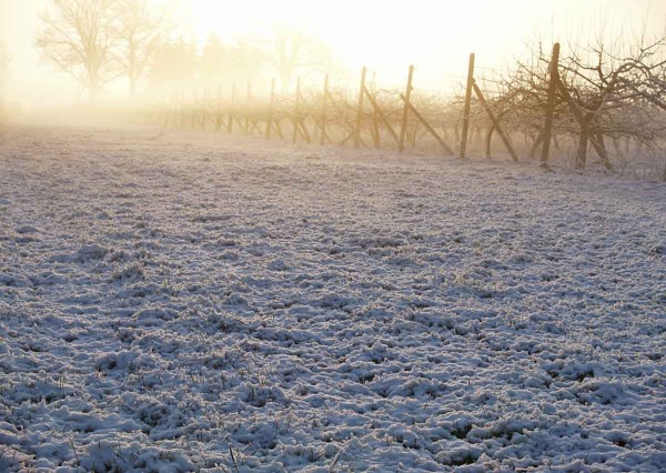 Přirozeně prob&iacute;haj&iacute;c&iacute; zima se sněhovou pokr&yacute;vkou a&nbsp;mrazy přisp&iacute;v&aacute;  k&nbsp;redukci mnoh&yacute;ch druhů &scaron;kůdců v&nbsp;sadech