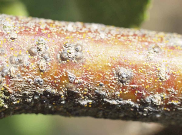 V&nbsp;červnu se l&iacute;hnou nymfy 1. generace &scaron;t&iacute;tenky zhoubn&eacute;