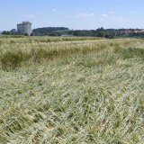 Současn&eacute; intenzivn&iacute; odrůdy obilnin nelze pěstovat bez regul&aacute;torů růstu