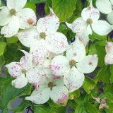 Choroby a&nbsp;&scaron;kůdci dř&iacute;nu