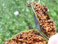 Larvy bejlomorky makové Larvy bejlomorky makové