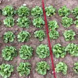 Vliv stimul&aacute;torů fyziologick&yacute;ch procesů na fytotoxick&eacute; působen&iacute; herbicidů