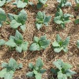 Mulčov&aacute;n&iacute; jako alternativa při regulaci plevelů