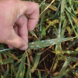 Flexity&reg; - nov&yacute; specialista na padl&iacute; travn&iacute; a&nbsp;choroby pat st&eacute;bel v&nbsp;obilnin&aacute;ch