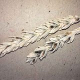 Možnosti ochrany obilnin proti snět&iacute;m mazlav&yacute;m bez použit&iacute; fungicidů