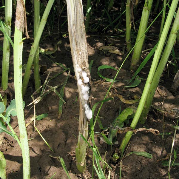 Bílá hniloba řepky - hlízenka obecná na stonku Bílá hniloba řepky - hlízenka obecná na stonku