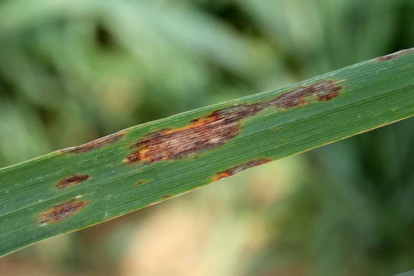 Obr. 9: Hněd&aacute; skvrnitost ovsa