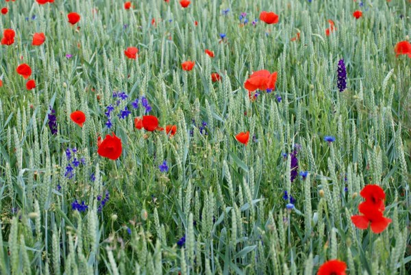 Na pol&iacute;ch se postupně objevuj&iacute; dř&iacute;ve t&eacute;měř vyhuben&eacute; plevele