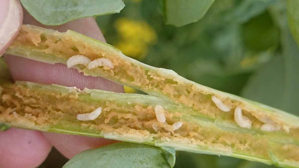 Larvy stonkových krytonosov Larvy stonkových krytonosov