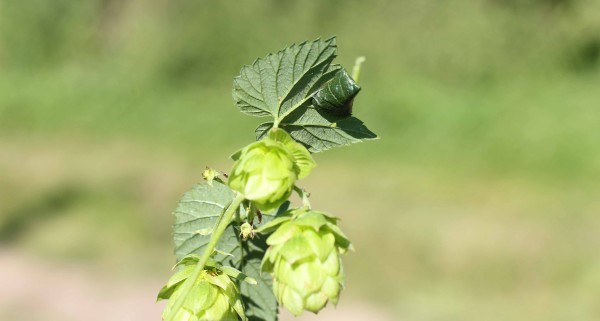 Okraj listu je stočen&yacute; vždy směrem dolu