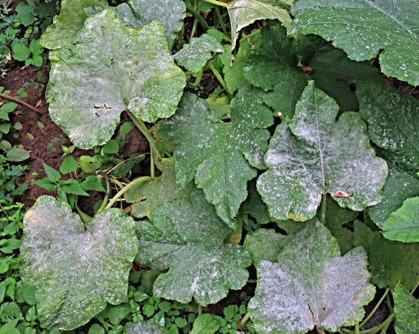 Padlí okurky Padlí okurky