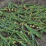 Aktu&aacute;ln&iacute; přehled ochrany zahrad, sadů a&nbsp;vinic - červenec a&nbsp;srpen 2019