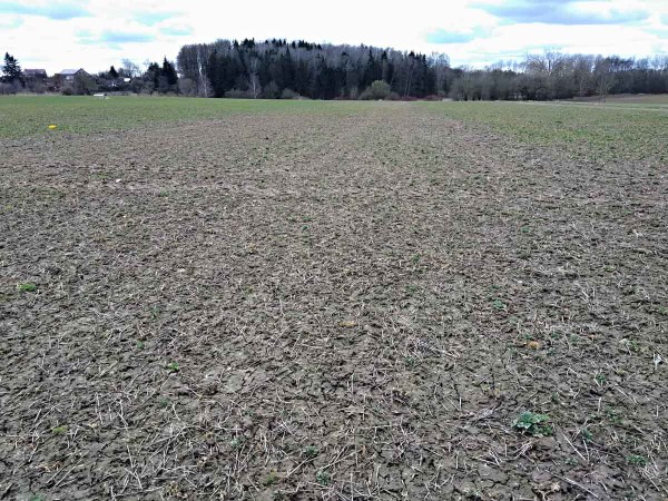 Obr. 3: Pohled na kontrolní odrůdu napadenou patogenem P. brassicae vlevo a rezistentní odrůdu vpravo na jaře 2018, Valdice Obr. 3: Pohled na kontrolní odrůdu napadenou patogenem P. brassicae vlevo a rezistentní odrůdu vpravo na jaře 2018, Valdice