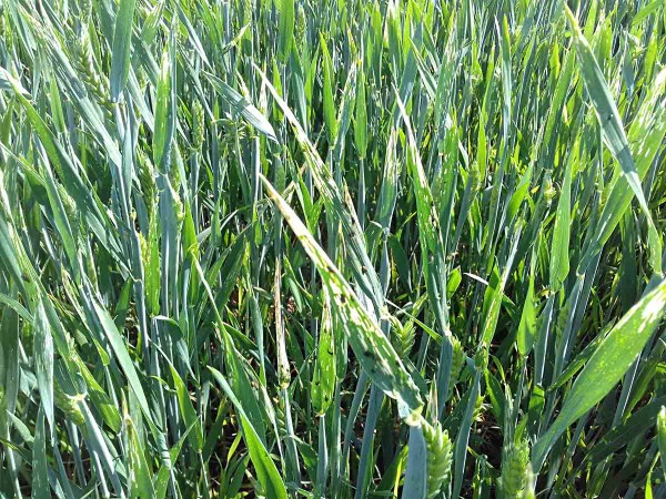 Listy pšenice s larvami kohoutků Listy pšenice s larvami kohoutků