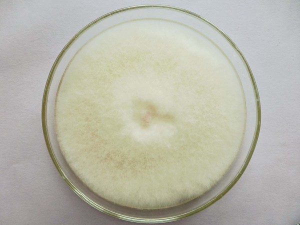 obr. 7 Fusarium avenaceaum na Petriho misce