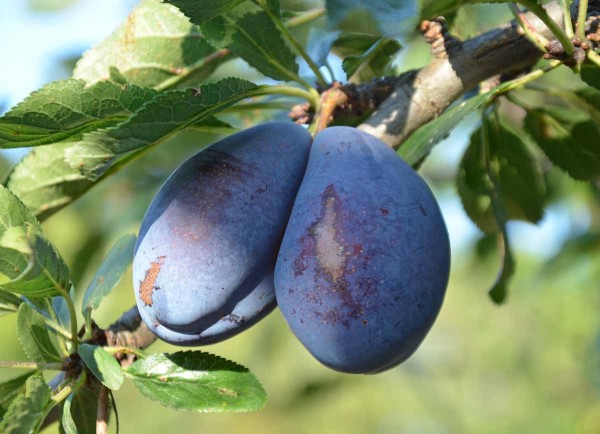 Horkostně suchostn&iacute; zdvojen&iacute; plodů slivoně