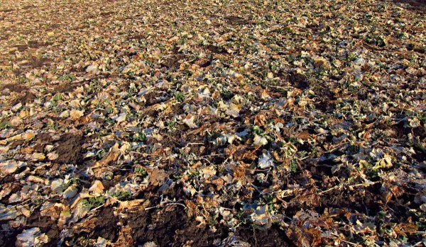 Porost řepky po sejití sněhu Porost řepky po sejití sněhu