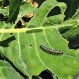 Aktu&aacute;ln&iacute; přehled ochrany zahrad, sadů a&nbsp;vinic - červen a&nbsp;červenec 2020