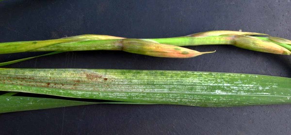 Poškození třásněnkou mečíkovou Poškození třásněnkou mečíkovou
