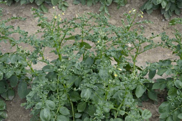 Poškození brambor růstovými herbicidy Poškození brambor růstovými herbicidy