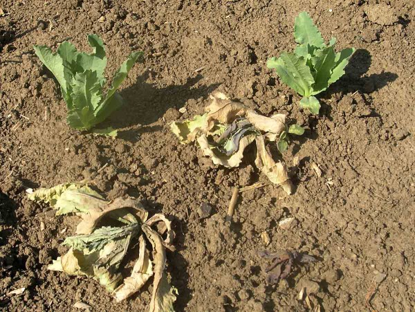 Obr. 4: Odumřel&eacute; rostliny m&aacute;ku po ž&iacute;ru larev krytonosce kořenov&eacute;ho