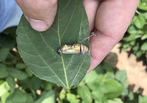 Obr. 4. Kukla babôčky bodliakovej Obr. 4. Kukla babôčky bodliakovej