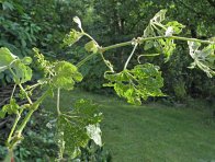 Příznaky poškození hálčivcem révovým Příznaky poškození hálčivcem révovým
