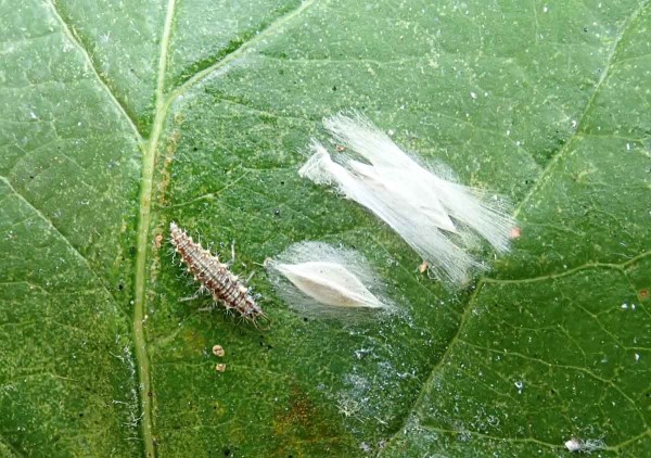 Larva zlatoočky v blízkosti kokonů podkopníčka spirálového Larva zlatoočky v blízkosti kokonů podkopníčka spirálového