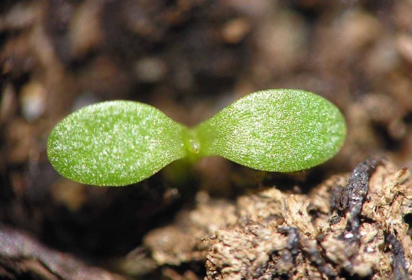 Zlatobyľ kanadsk&aacute; &ndash; kl&iacute;čne listy