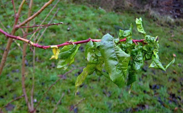 Mšice hnízdotvorná na broskvoni Mšice hnízdotvorná na broskvoni
