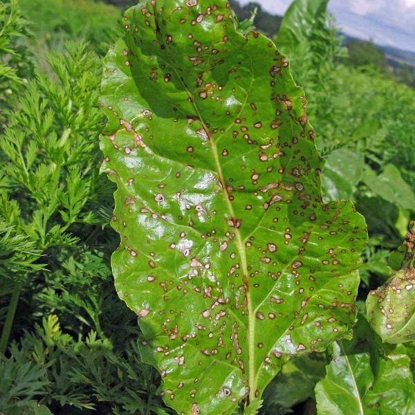 Cerkosporov&aacute; listov&aacute; skvrnitost