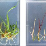 Herbicidn&iacute; rezistence v&nbsp;Evropě i&nbsp;v ČR nab&yacute;v&aacute; na v&yacute;znamu