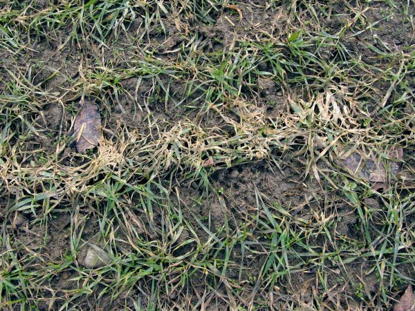 Sněžná plísňovitost obilnin Sněžná plísňovitost obilnin