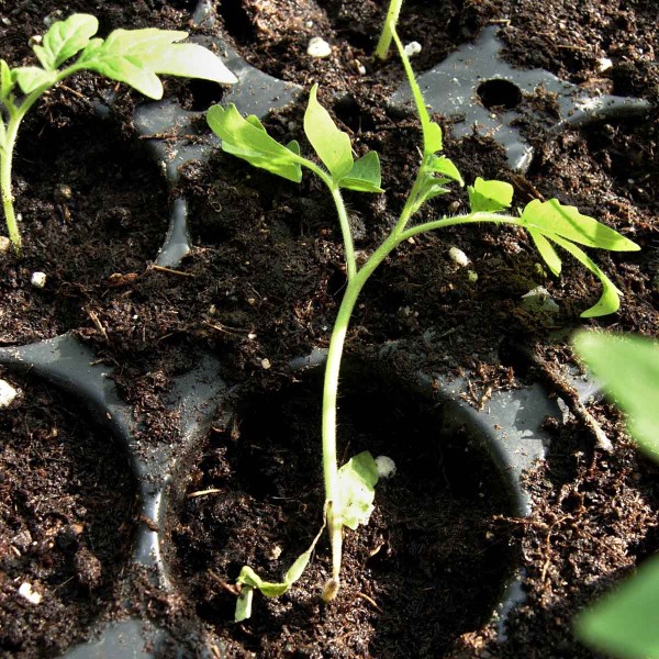 Pad&aacute;n&iacute; kl&iacute;čn&iacute;ch rostlin