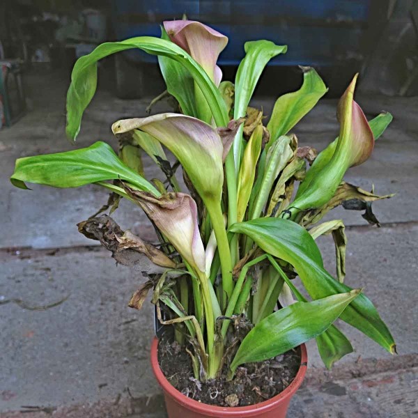 &Scaron;patn&aacute; p&eacute;če o&nbsp;pokojov&eacute; rostliny v&nbsp;zimě - kala