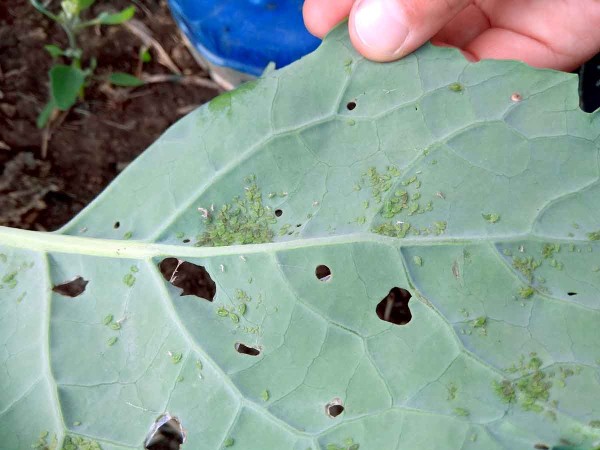 Obr. 8: Mšice broskvoňová na spodní straně listu ozimé řepky Obr. 8: Mšice broskvoňová na spodní straně listu ozimé řepky