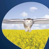 Kenja - Moudr&eacute; ře&scaron;en&iacute; pro va&scaron;i řepku