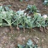 Poloprovozn&iacute; poln&iacute; pokusy s&nbsp;odrůdami řepky rezistentn&iacute;mi vůči Plasmodiophora brassicae v&nbsp;sezoně 2019/20