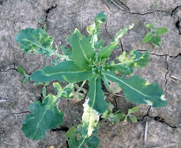 Řepka ozimá infikovaná CaMV Řepka ozimá infikovaná CaMV