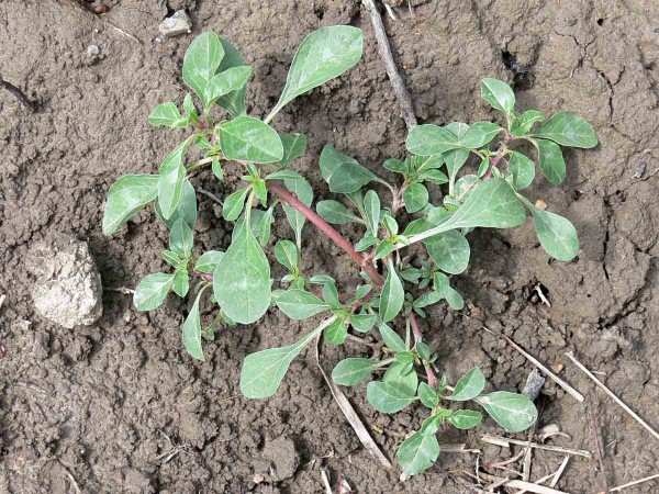 L&aacute;skavec blitovit&yacute;