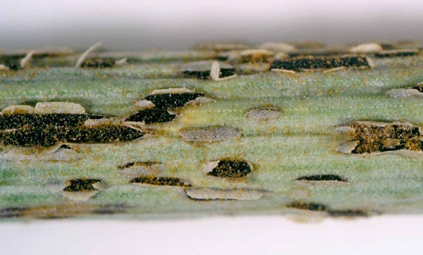 obr. 6: Uredia a telia obr. 6: Uredia a telia