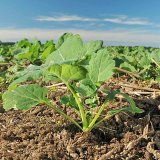 Dok&aacute;žeme zefektivnit př&iacute;jem dus&iacute;ku z&nbsp;organick&yacute;ch hnojiv v&nbsp;ozim&yacute;ch plodin&aacute;ch?