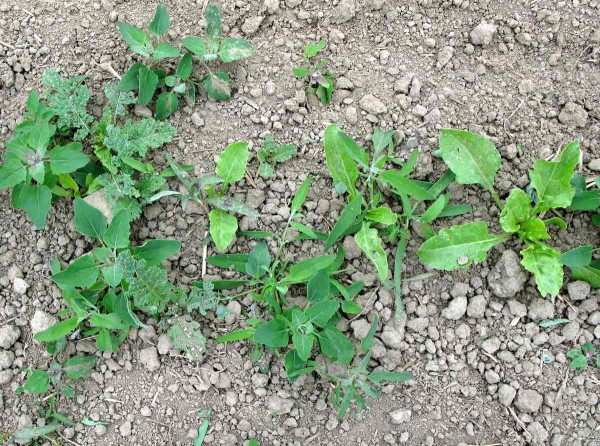 Na plevele v cukrovce je zúžený sortiment herbicidů Na plevele v cukrovce je zúžený sortiment herbicidů