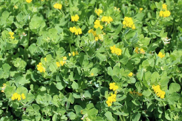 Obr. 3: Kvetouc&iacute; &scaron;t&iacute;rovn&iacute;k jednolet&yacute;