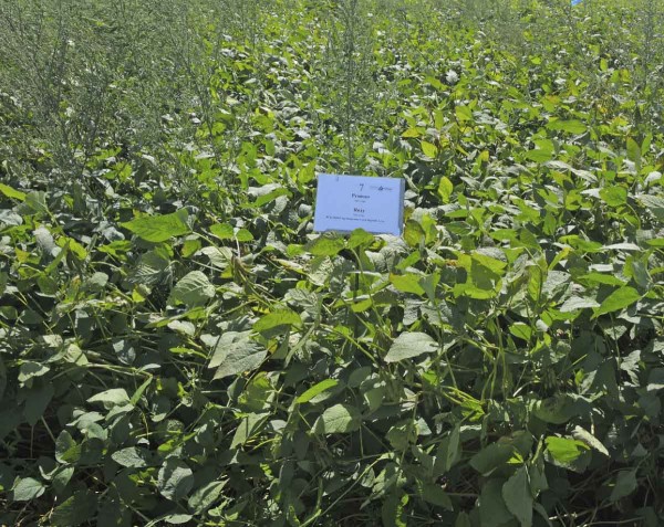 PRE Proman + Roxy 800 - 2,0 + 3,0 l/ha